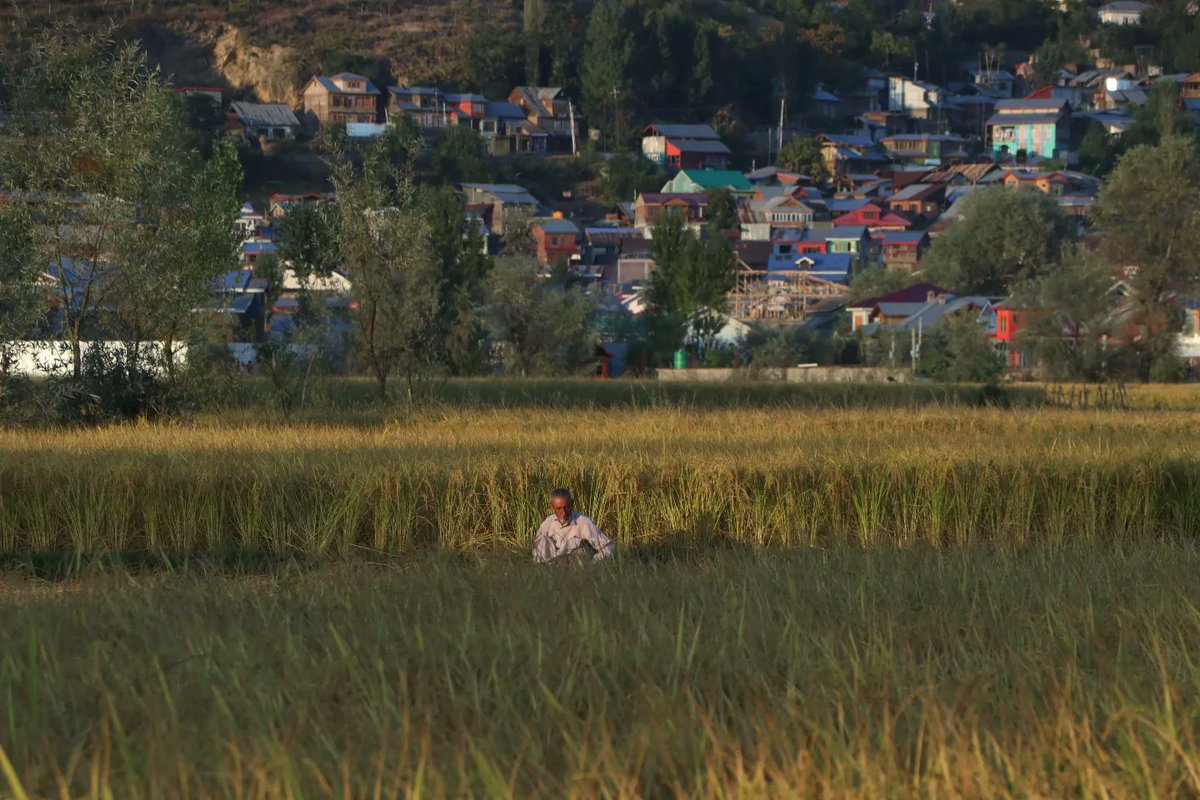amaanbhat_'s tweet photo. Paddy fields in Bandipora, Kashmir. https://t.co/mMmGQ6YF7H