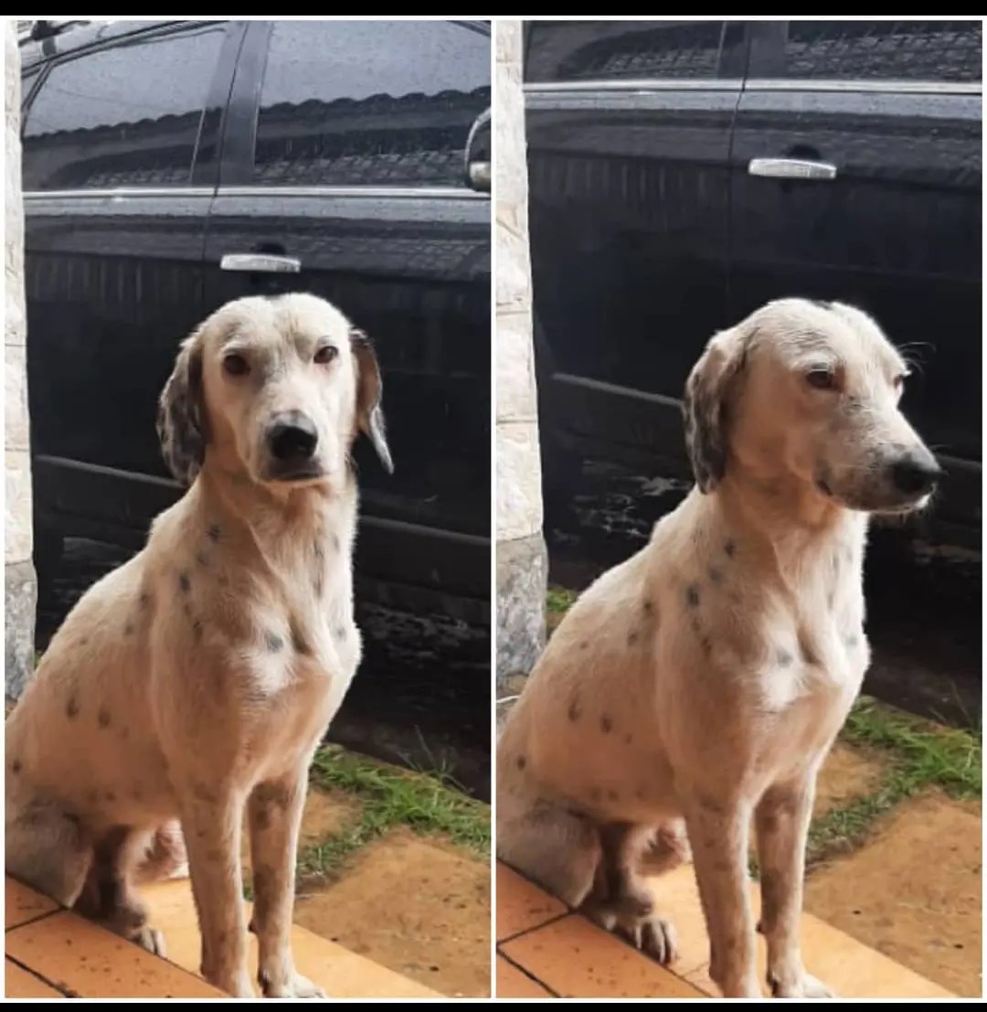 PerroUsuario's tweet photo. ¿Me ayudan a buscarle un hogar responsable dónde le den amor y los cuidados q merece?
Lo botaron a la calle y él no está acostumbrado, los vecinos lo alimentan a veces pero si llueve se cala su palo de agua aterrado con los truenos
Para entrevista al WhatsApp 04243691143 Maracay https://t.co/qvdpQ5BgIa