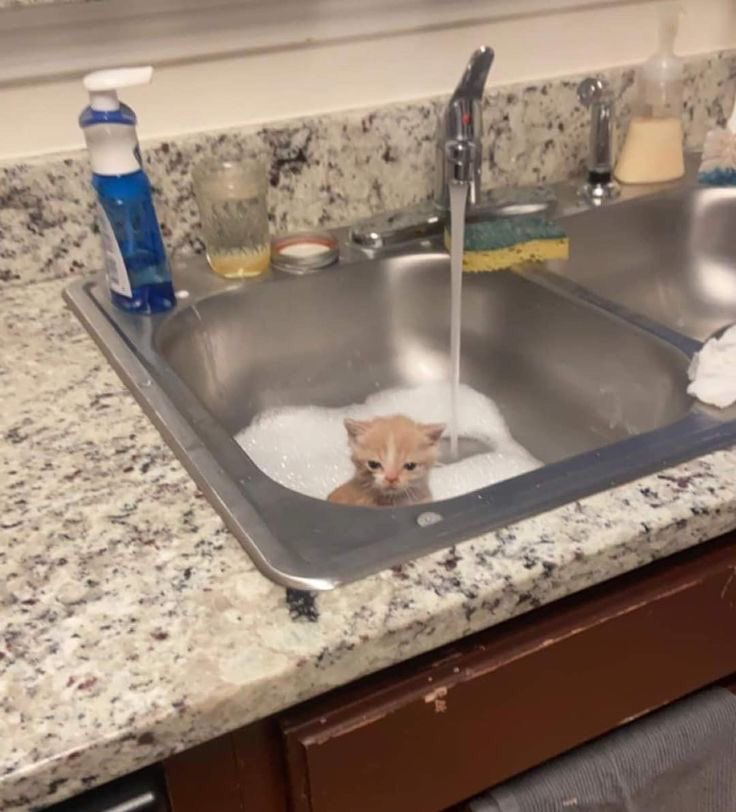 DontShowYourCat's tweet photo. baby bath https://t.co/q90HpVhvbo