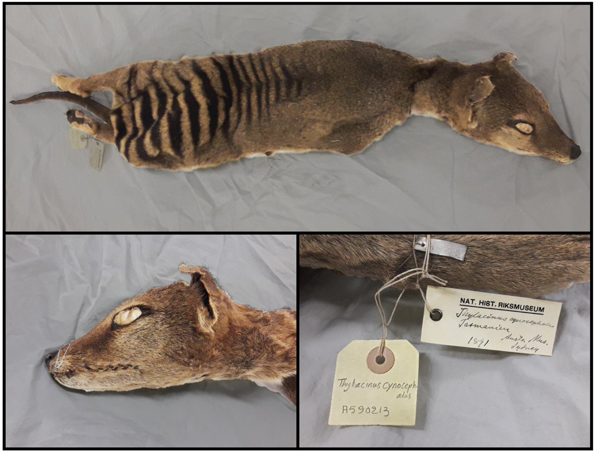Centre for Palaeogenetics (@cpgsthlm) on Twitter photo Scientists from #CpgSthlm & <a href="/FriedlanderLab/">Friedlander lab @marcfriedlander.bsky.social</a> have for the first time recovered RNA from an extinct species! From ∼130 yr old dry tissue!
A game-changer for studies on gene expression in extinct species & RNA virus evolution (SARS, ebola, influensa, etc)?
genome.cshlp.org/content/early/… Scientists from #CpgSthlm & <a href="/FriedlanderLab/">Friedlander lab @marcfriedlander.bsky.social</a> have for the first time recovered RNA from an extinct species! From ∼130 yr old dry tissue!
A game-changer for studies on gene expression in extinct species & RNA virus evolution (SARS, ebola, influensa, etc)?
genome.cshlp.org/content/early/…