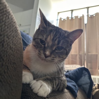 Hi, my name is Indira. I’m new here. I am 2 years old and was just adopted. I’m looking for new furrends. Could you follow me? #Cats #CatsOfTwitter #CatsOfX