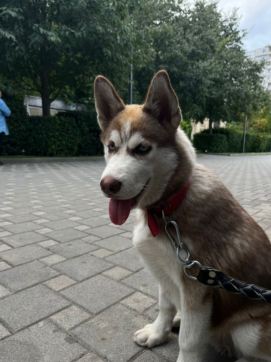 rustamlee96's tweet photo. #Repost #axtarılır 

Salam dostlar, Husky 4 aylıq ərkək bu gün itib. Yasamal, inşaatçılar m/s ərazisində sonuncu dəfə görülüb. Çox xaiş edirəm kömək edin tapım onu 🙏🏼😔
Görənlər və ya tapan şəxslər zəhmət olmasa bu nömrə ilə əlaqə saxlasınlar: 0503121661 https://t.co/ZvPjfJH5kb