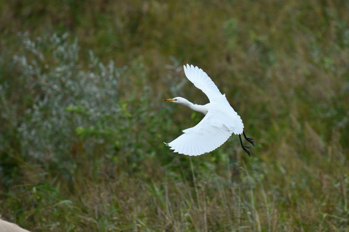 Holme Pierrepont this afternoon, Cattle Egret for a second day the highlight, plus Hobby, Pintail and Barnacle Goose.