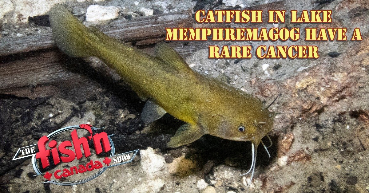FishnCanada1's tweet photo. Between 35% and 45% of mature brown bullhead catfish in Lake Memphremagog suffer from melanoma, an exceptionally rare form of skin cancer in fish.
https://t.co/0BGIKlHCqH
#fishncanada #fish #fishing #catfish #brownbullhead #memphremagog #fishtumors #greatlakes #PFAS https://t.co/rcJRG7AOmt