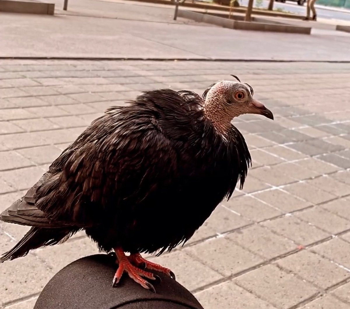 gingerhat's tweet image. can anyone identify this bird?