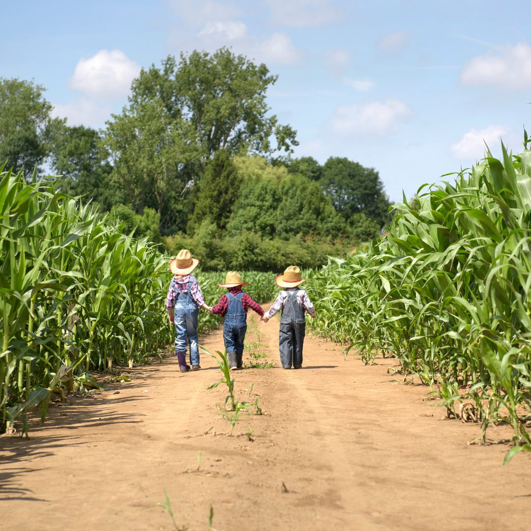 Explore the largest Corn Maze in So Cal – open from Sept 30th – Oct 31st. Get your tickets today and join the adventure. 📷
--> ow.ly/x5Ia50PLe2p
#FallActivities #CornMaze #FamilyFun 📷 #cornmaze #harvestfestival #pumpkinpatch #visittemecula #temeculavalley #fallactivities