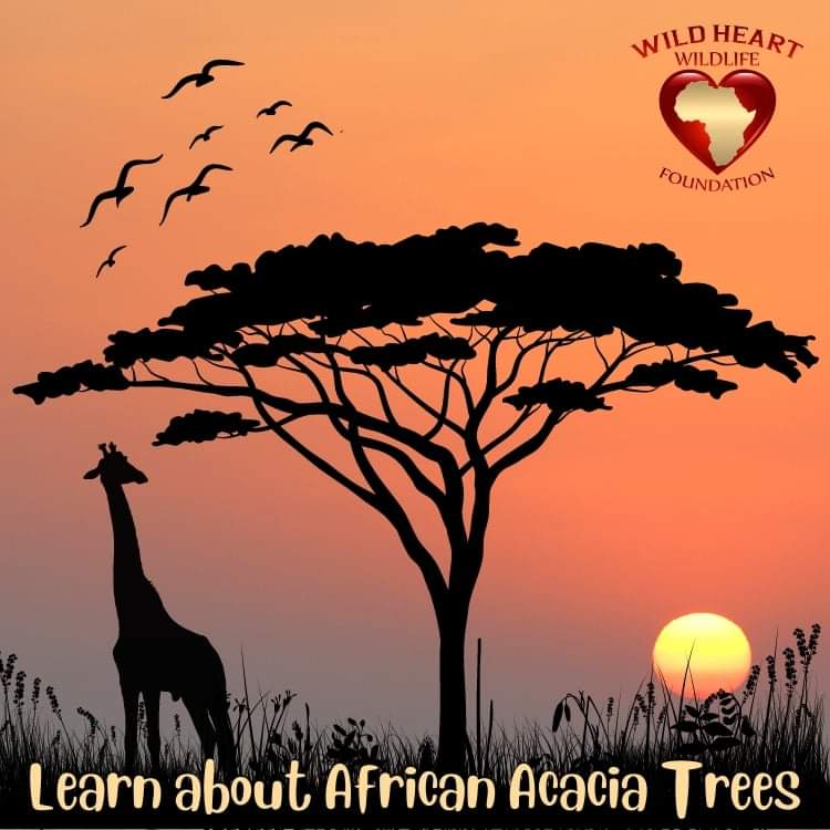 Few trees are as iconic as the flat-topped Acacia on the plains of the African Savannah. On par with the Big 5, these trees instantly evoke nostalgia in those who know them, and will forever be associated with the African Safari.
wildheartwildlifefoundation.org/african-acacia…