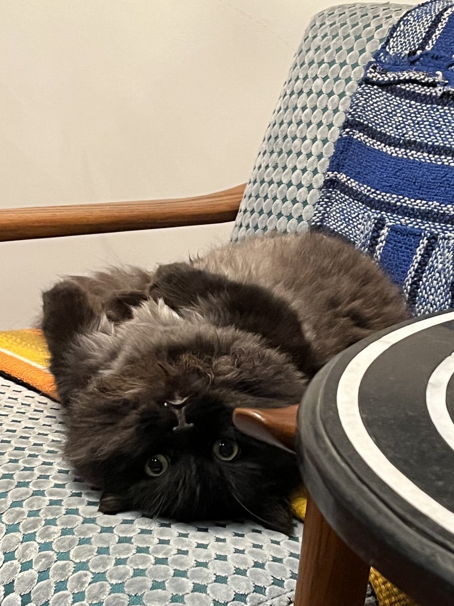 starting a genesis cat team @genesis_y0 RT