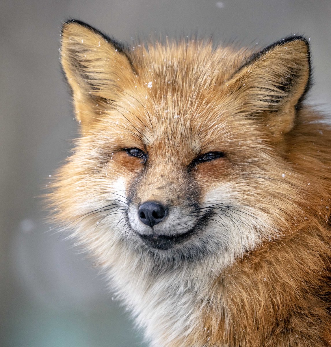 Comedy Wildlife Photography Awards (@comedywildlife) on Twitter photo Sometimes all you need is a smug grin and everything feels better… unless of course the smugness belongs to someone else! <a href="/ChrisGPackham/">Chris Packham</a> #fox
📸 Alex Yazlovsky Sometimes all you need is a smug grin and everything feels better… unless of course the smugness belongs to someone else! <a href="/ChrisGPackham/">Chris Packham</a> #fox
📸 Alex Yazlovsky