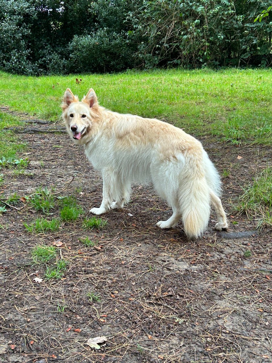 FreyaSm49070601's tweet photo. Anudder 3 walk day.. Humom says peace will be hers tonightโs.. #gsd #digsoftwitter #digsofx https://t.co/8RBrZsXs4l