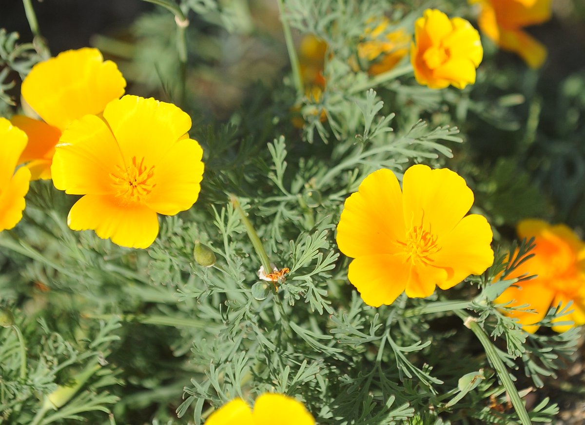Shari_Phiel's tweet photo. Just thought we could use a photo of some pretty flowers. I was touring development sites in Ridgefield yesterday and spotted these growing near the boat launch next to the port. https://t.co/ea8AcbMdpG