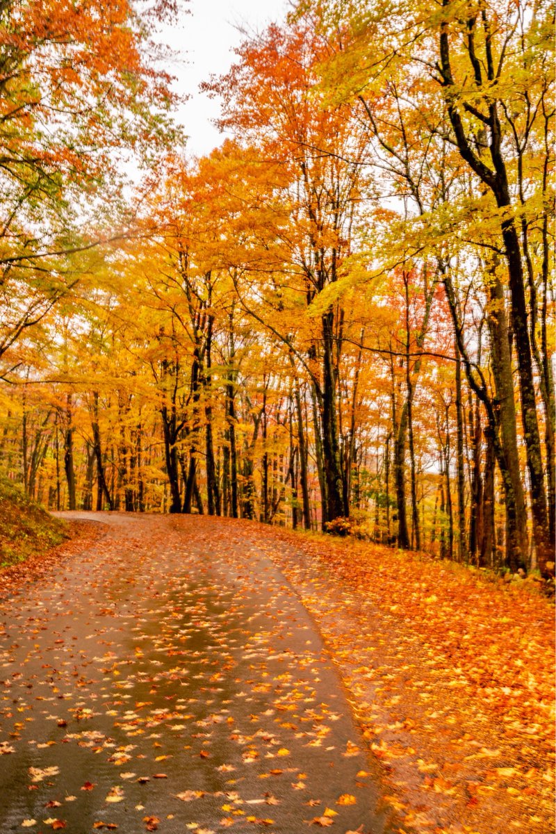 mtsrivs's tweet photo. “It's your road, and yours alone.
others may walk it with you,
but no one can walk it for you.”  -Rumi 

Spruce Knob, WV

  #spruceknob #westvirginia #senecarocks #senecarockswv #fallfoliage #camperlifestyle #wvliving #visitpendletoncounty #wvstateofmind #countryroadtakemehome https://t.co/JDdLmsVbNG