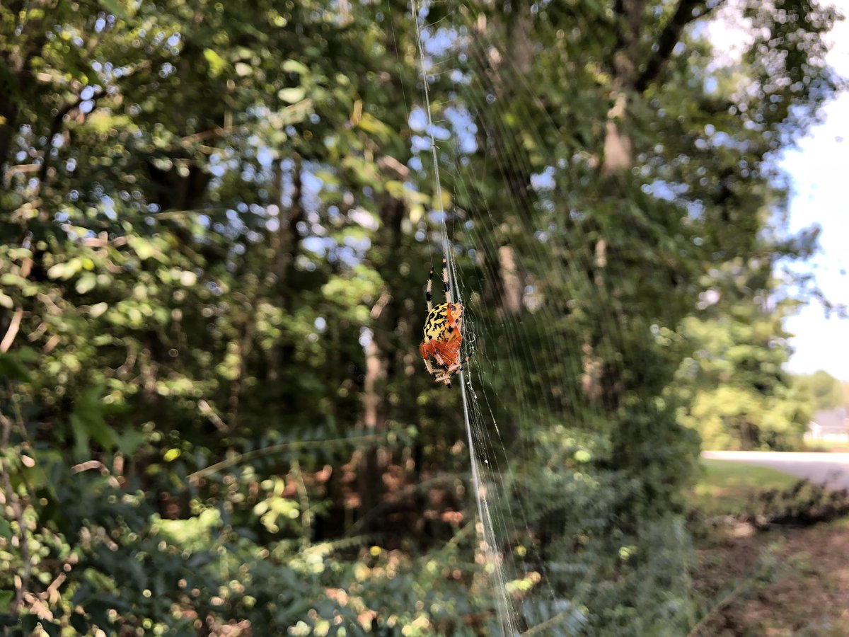 arachnonaut's tweet photo. Ahhhh just surveyed a site with tons of these beautiful marbled orbweavers! Still haven’t seen the “pumpkin”/orange morph yet but this morph is so striking and charismatic in its own way! #SpiderTwitter
(Waverly Hall, GA) https://t.co/sNuxPiHauz