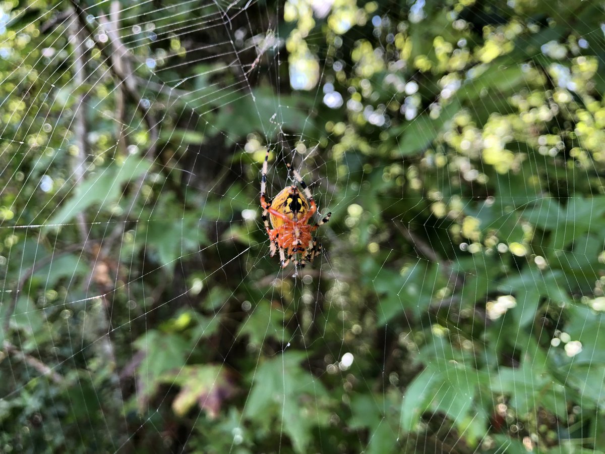 arachnonaut's tweet photo. Ahhhh just surveyed a site with tons of these beautiful marbled orbweavers! Still haven’t seen the “pumpkin”/orange morph yet but this morph is so striking and charismatic in its own way! #SpiderTwitter
(Waverly Hall, GA) https://t.co/sNuxPiHauz