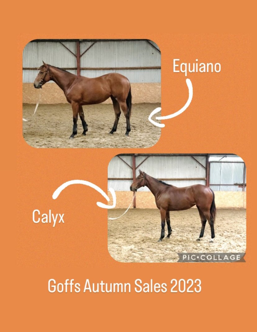 Highfield_CS's tweet image. What a pair!   2 gorgeous yearling fillies 🐎🐎  … 6 weeks to go #GoffsAutumnSales …loving their work! #appreciationday #thoroughbreds #racehorsesofthefuture #yearlingsales2023 #pinhooking #breeding #hopesanddreams @Goffs1866 @coolmorestud @IrishNatStud @rpbloodstock