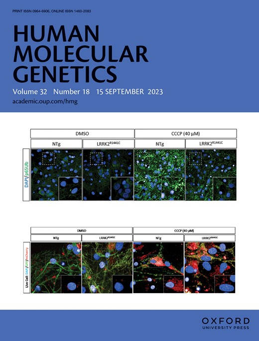 SEPT 15 2023 Issue: academic.oup.com/hmg/issue/32/18

Cover: Mitochondrial dysfunction and mitophagy defects in LRRK2-R1441C Parkinson’s disease models
doi.org/10.1093/hmg/dd…