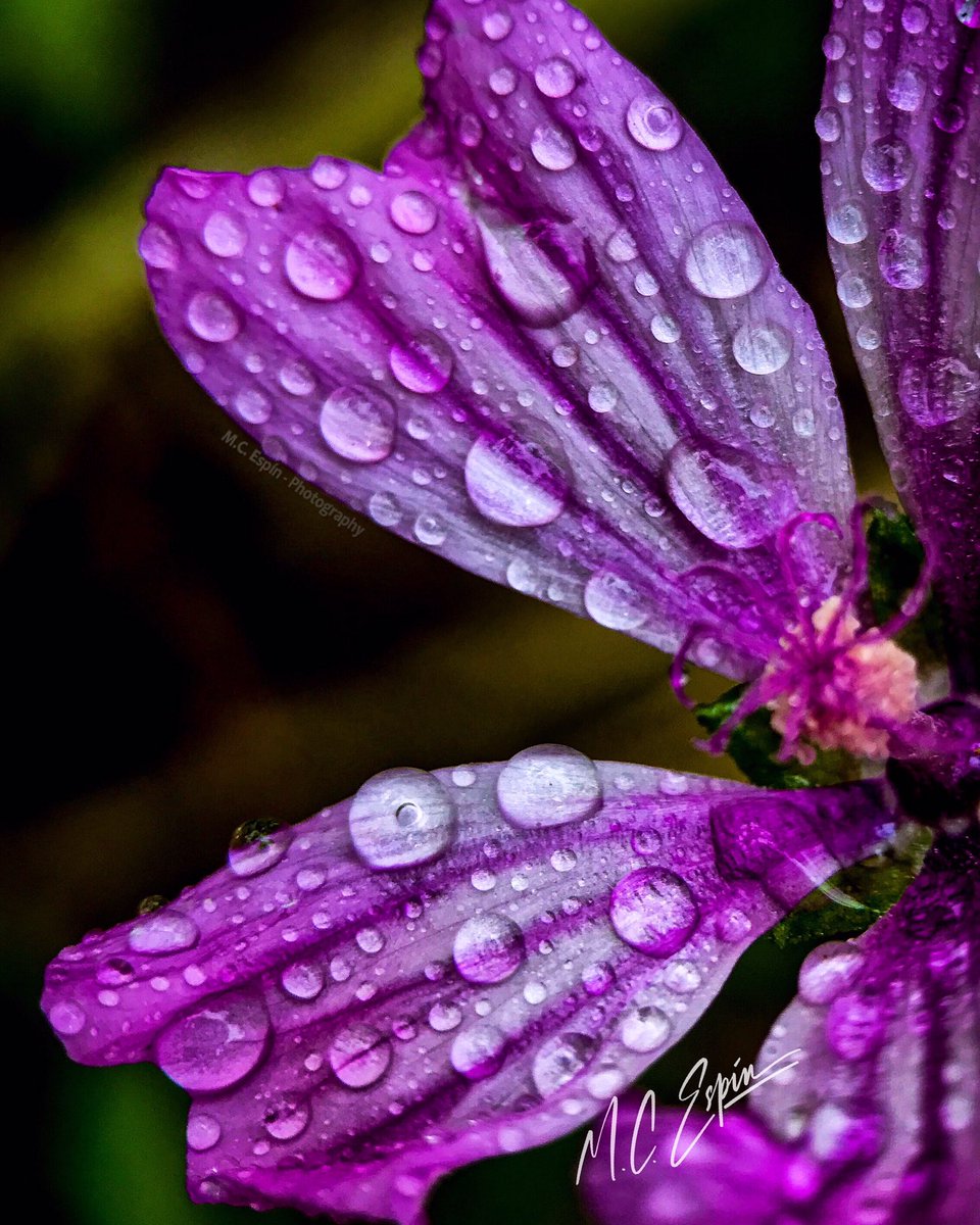 EspinMc's tweet image. Mar Menor, Los Alcázares, Murcia
Mirada Natural - Natural Look 

All images M. Carmen Espín, 2023. All rights reserved. 
#macro_freaks #total_flowers #flora_addict #moody_area #_macroart #world_bestflower #world_bestmacro #macro_captures #color_of_day_macro #macro_brilliance