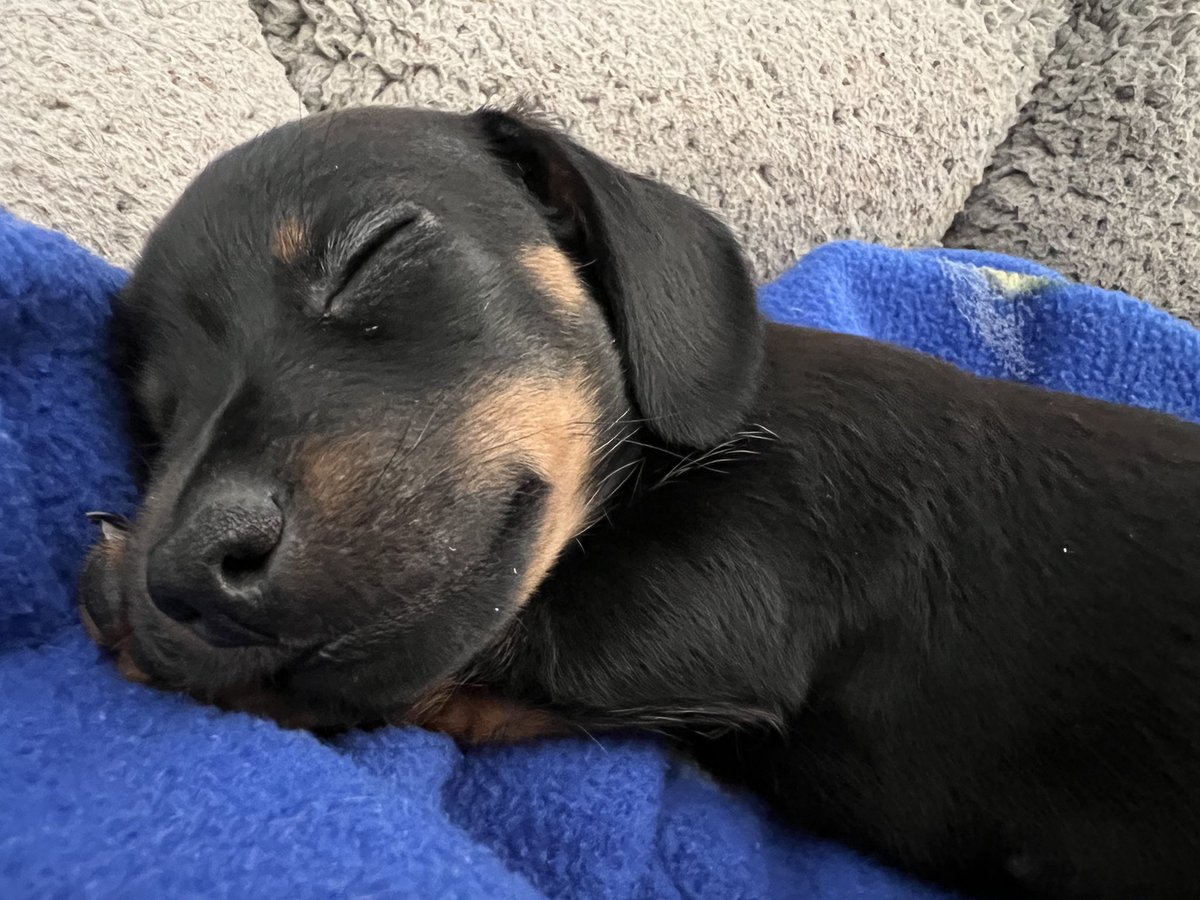 Christina Ritter tweet media