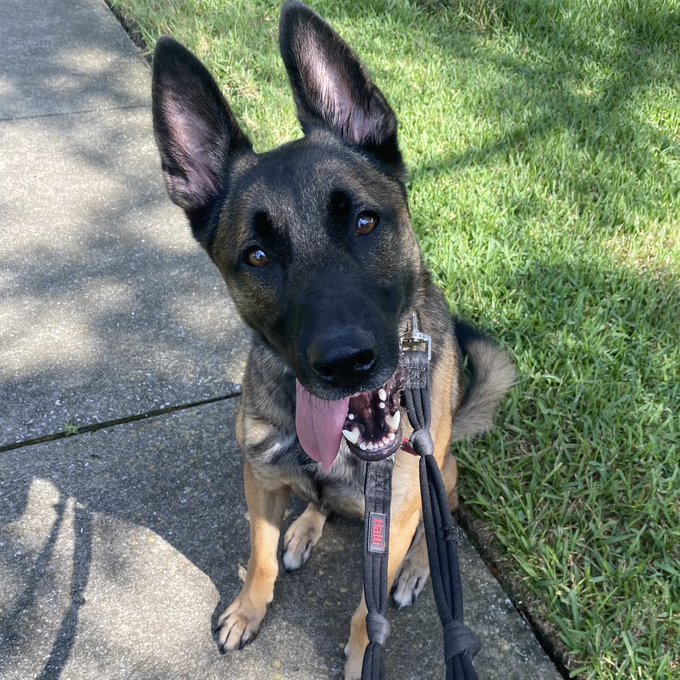 Everyone on Instagram is amateur training their Belgian Malinois to bite (and probably end up euthanized<a href="/tag/jordancon"class="tags"><span>#jordancon</span></a><a href="/tag/jordancon2024"class="tags"><span>#jordancon2024</span></a>