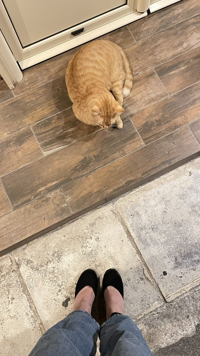 AToskou's tweet photo. #CatLovers 🐈🧡 https://t.co/qY7c7v3fpv