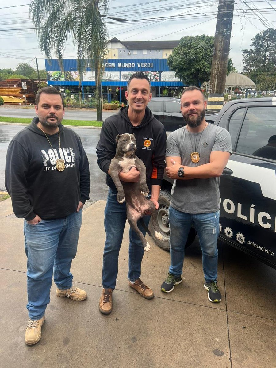policiacivilrs's tweet photo. Polícia Civil resgata filhote de cachorro da raça American Bully em São Leopoldo, que havia sido furtado na cidade de Novo Hamburgo.

O filhote foi entregue para o tutor, e o suspeito de ter praticado o furto foi intimado a prestar declarações. #2DP_NovoHamburgo https://t.co/eQdU7dFwGw