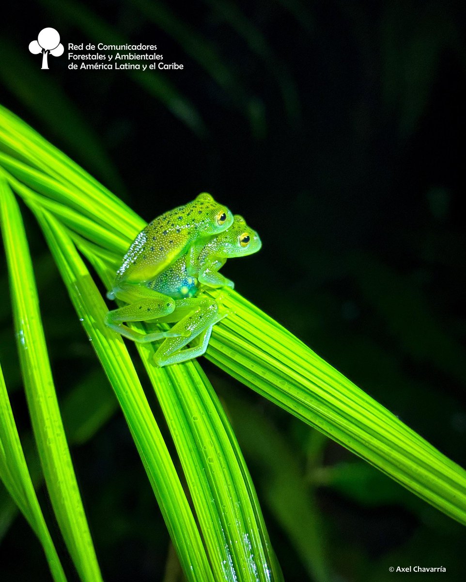 #DíadeEducaciónAmbiental
¿La han visto? La 🐸 Rana Vidrio Granulosa
Ranas vidrio son una familia de ranas cuyo nombre común hace referencia a la transparencia de la zona ventral de su cuerpo.
Se encuentran en Centroamérica y Sudamérica
F. n9.cl/0die3
Axel Chavarría 📸