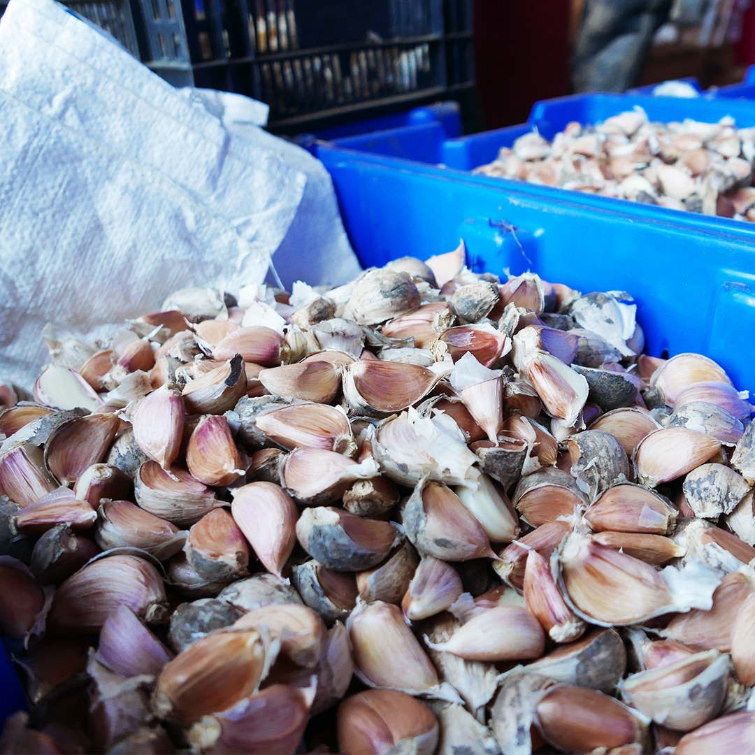 Get ready to plant garlic! Our "Avoid Compaction: Plant Garlic into your Cover Crop!" event is coming up September 24th 
nofamass.org/home/nofa-even…
Also, read this newsletter featuring seven tips on growing garlic from Richard Robinson from Hopestill Farm
mailchi.mp/.../janaury202…