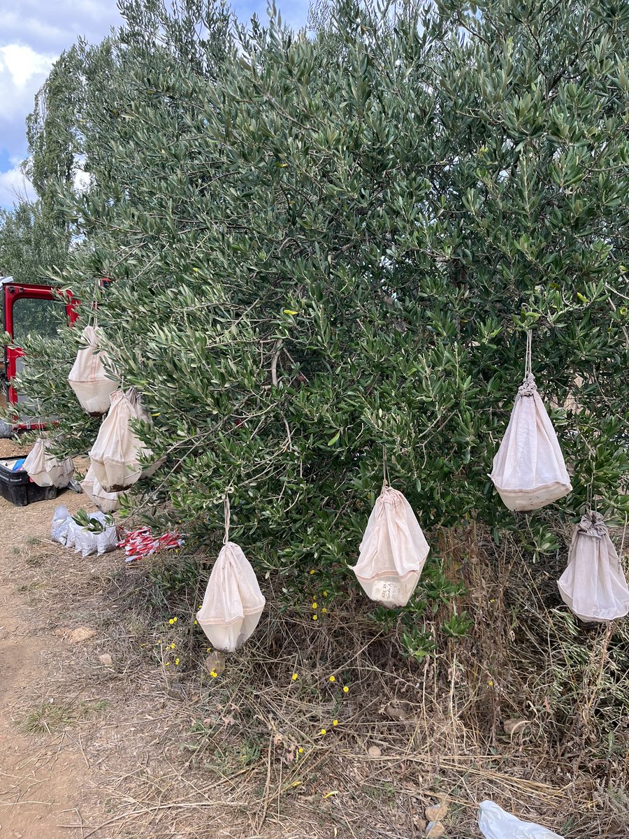 archbotreed's tweet image. It’s that time of year again! Doing a bit of flotation on the Neolithic site of Krivace in beautiful Dalmatia with @sb_mcclure #archaeobotany #croatianarchaeology #firstfarmers