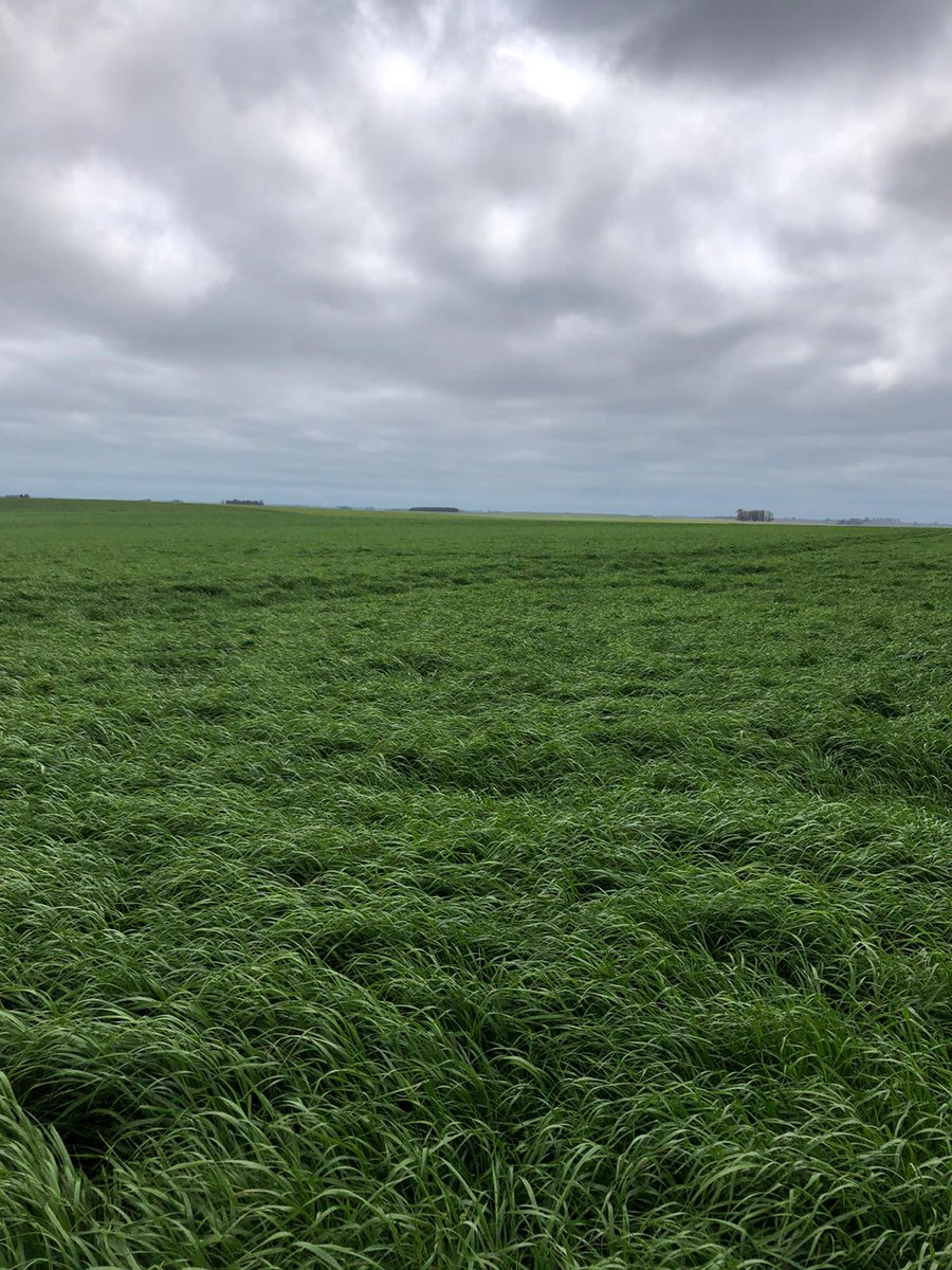 Germinar tweet media