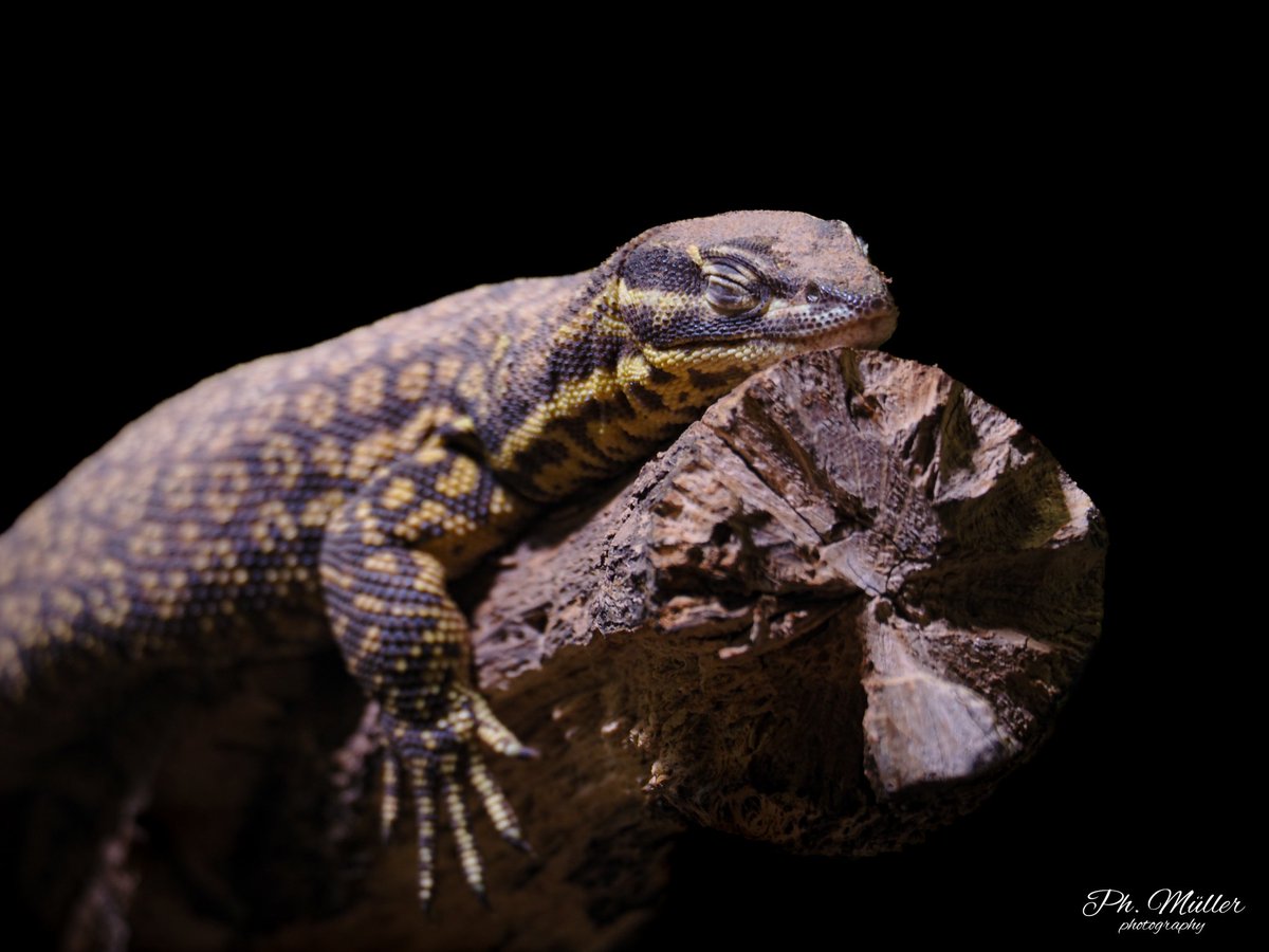 o0Philipp0o's tweet photo. Relax😊 (📷)
-
#echse #echsen #lizard #lizards
-
#fotografieren #fotograf #foto #fotos #photography #photographer #photo #photos #omd #olympus #omd #zoo #hobby #schweiz https://t.co/KLnSkkOTkS