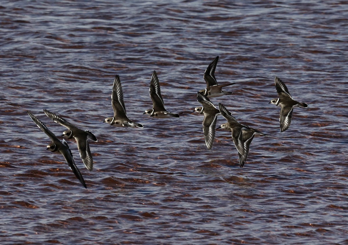 A flock of semipalmated plovers on a sunny Malpeque Bay shore, Prince Edward Island