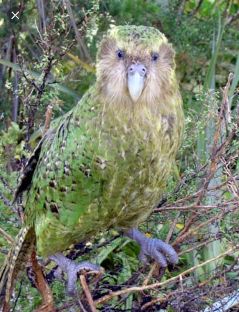MageGoatTea's tweet photo. @Slumberyote My favorite birb is the kakapo from New zealand, don't really see many birds nor them at all https://t.co/J6shBEqD5E