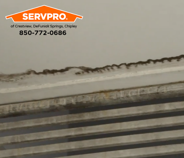 What Can I Do If I Discover Mold Growing in My Home in Bonifay? We are leaders in mold damage removal services in Holmes County. #SERVPRO #SERVPROofCrestviewDefuniakSpringsChipley #HeretoHelp #LikeItNeverEvenHappened #waterdamage #firedamage #propertydamage