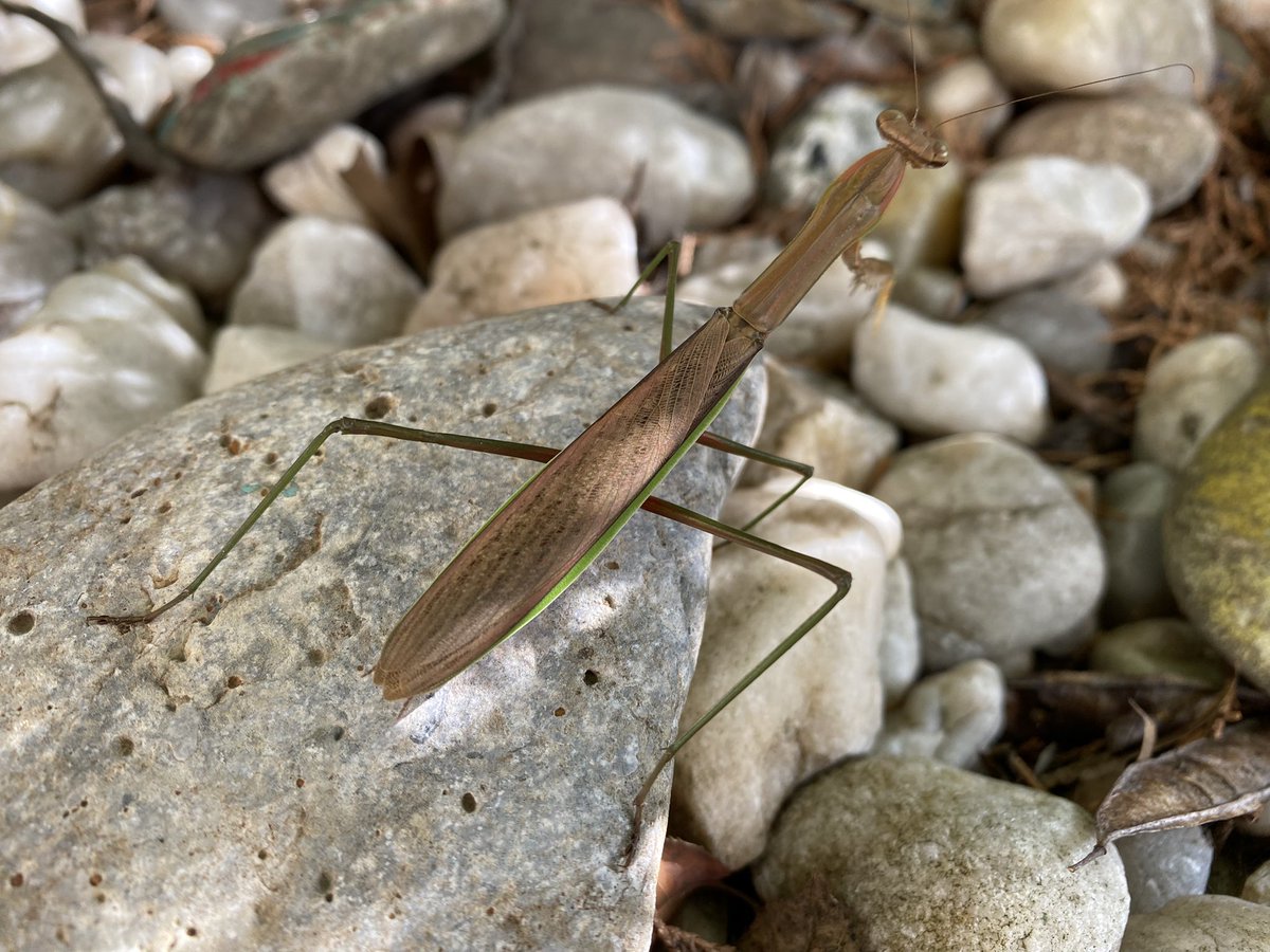 PalmyraSTEM tweet media