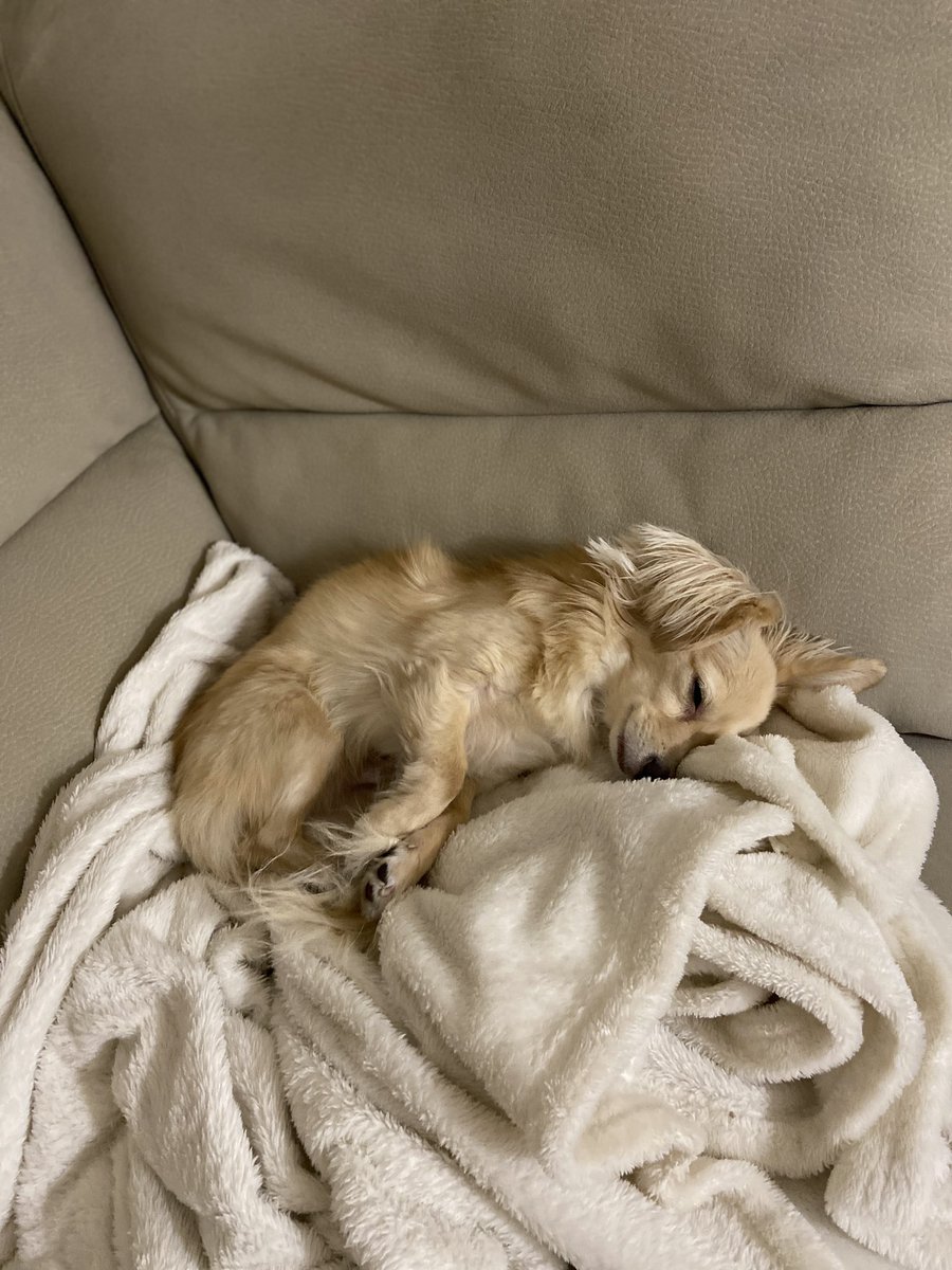sakeo200's tweet photo. Happy 3rd Birthday 🎉 Let's have a party when you wake up. My little boy.#チワックス　#HappyBirthday  #Cheweenie https://t.co/0zDq8Vv8Wf