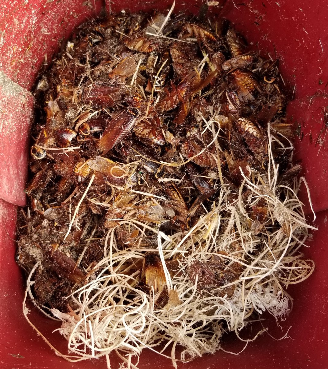 Plunkett's Pest Control plunkettspest Twitter Profile Sotwe