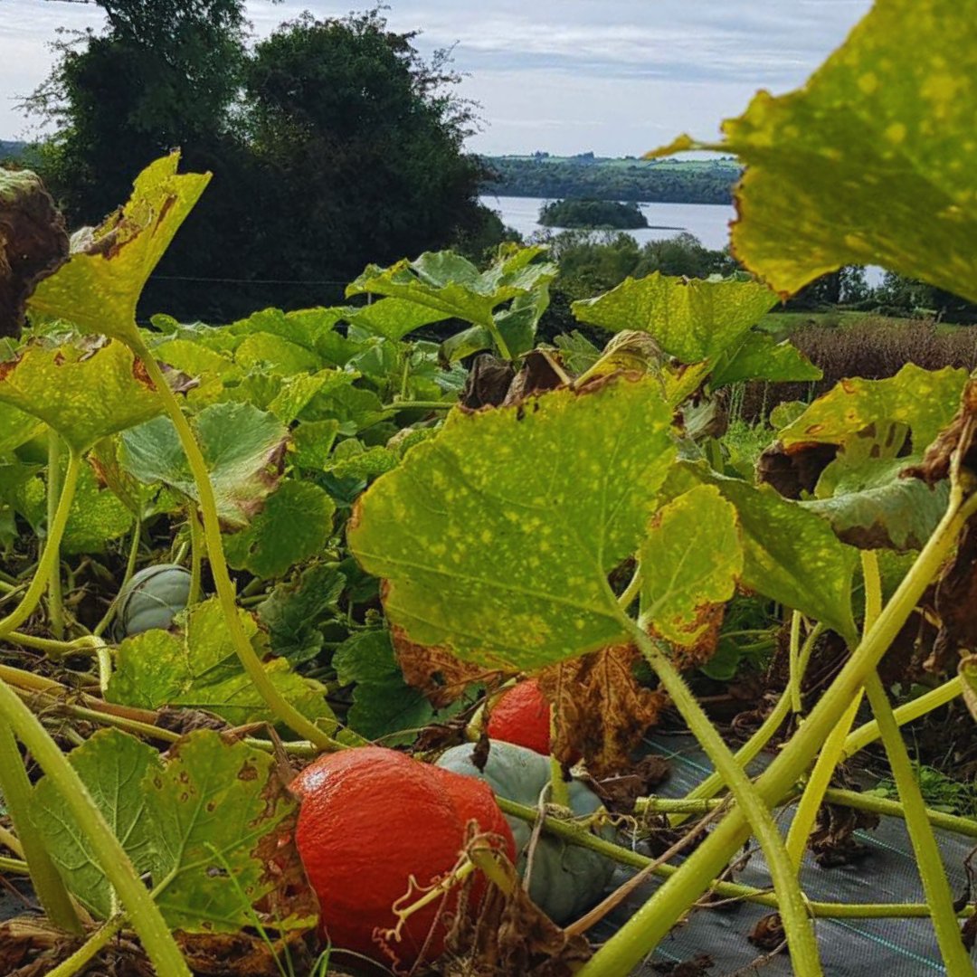 Update to this week's schedule! Order by 11pm tonight, collect on Friday afternoon - see website for collection points and times. honestlykitchen.ie/shop/ 

Also check out this Squash Salad recipe - it's delicious! honestlykitchen.ie/squash-salad/

#leitrim #sligo #strandhill #boyle