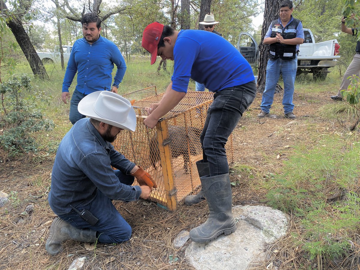 En conjunto con <a href="/PROFEPA_Mx/">PROFEPA</a> se liberaron 6 ejemplares que se encontraban resguardados en cuarentena dentro del Zoológico Sahuatoba para incorporarlos a su hábitat natural. 

Búho Virginiano, Aguila Cara Cara, Pecari de Collar, 2 Serpientes Alicante y 1 Chirrionera