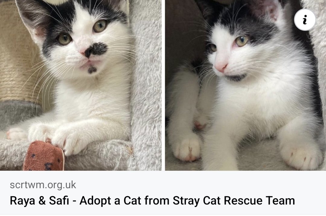 StrayCatsWM's tweet photo. These two beautiful sisters are so ready for a forever home of their own. They get on well with other cats, but will also be happy with just each other. Playful and affectionate, they will very quickly steal a piece of your heart 😻

https://t.co/9Oz48WOq7L https://t.co/846COVuEju