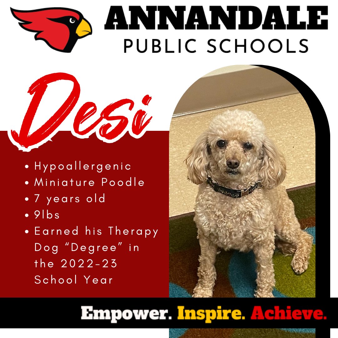 Desi is the Certified Therapy Dog at Annandale Elementary. Desi is a hypoallergenic Miniature Poodle and is also a part of the “Helping &amp; Healing Paws" organization. He visits our school 2-3x a week. Where he can be seen reading and writing with students. #isd876 #TherapyDog
