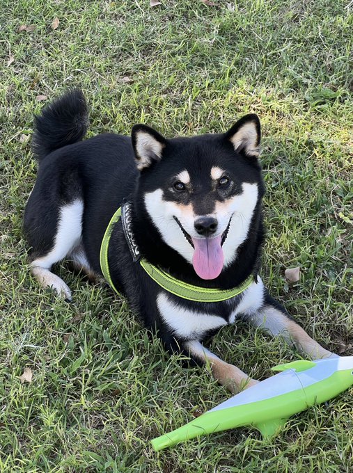 HALT: tell my dogs he&rsquo;s cute! https://t.co/J1AOua6sTx<a href="/tag/tearsofthekingdom"class="tags"><span>#tearsofthekingdom</span></a>