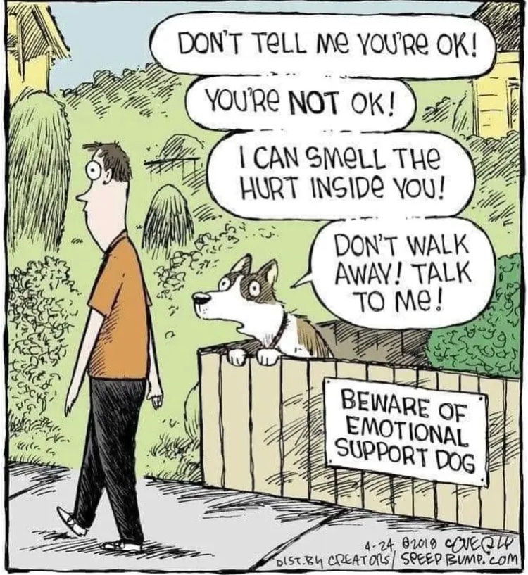 musingsofnph's tweet photo. I’m like this dog sometimes. But I want to be more cat 🐈‍⬛. #dogsandcats https://t.co/TjRB5wtNTz