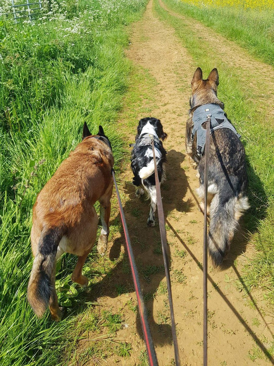 Success story: 
Ex-MWD Phoenix 

Phoenix retired in 2022 after a full Military career. 

Phoenix now lives with another retired ex-MWD, Nemo & a Spaniel; Izzy. He enjoys long walks around the vale of Belvoir with his new family!

#DATR #Rehoming #K9 #MWD #DogsOfTwitter #HeroPaws