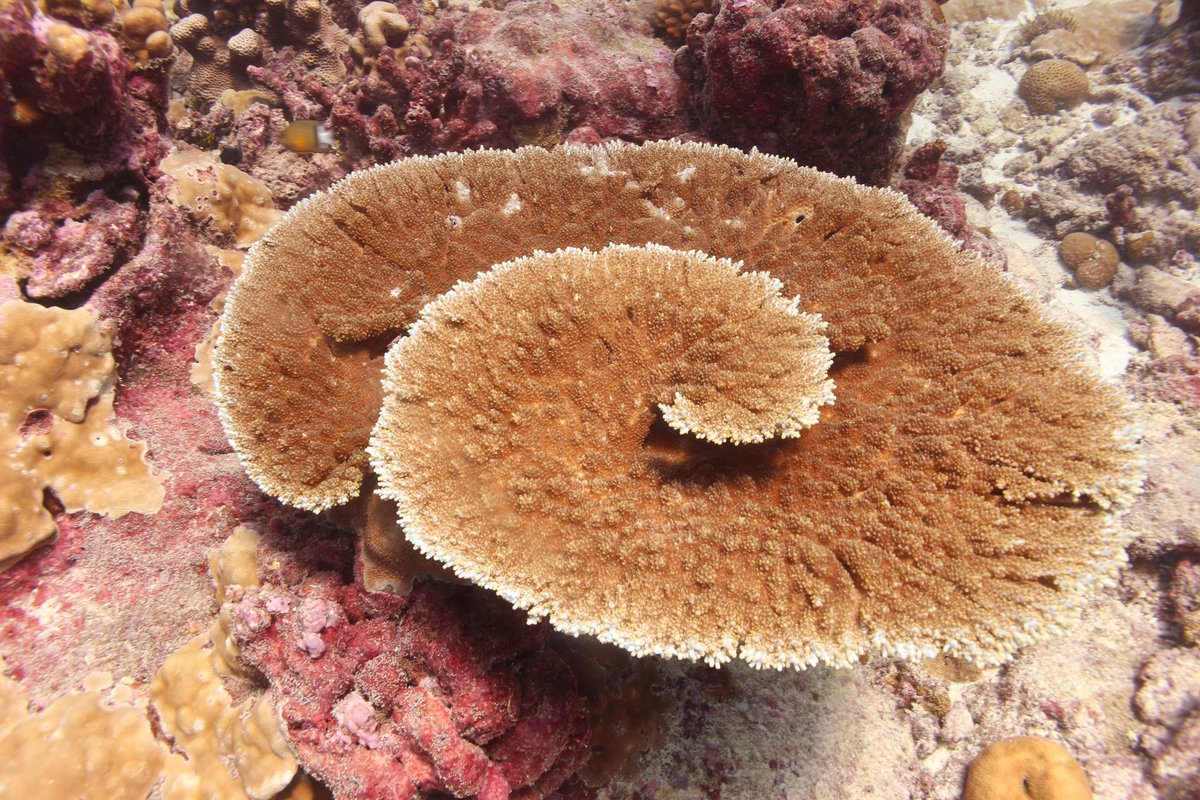 2 weeks of science done #kiritimati2023! We have sampled over 500 corals including many of our previously tagged and sampled colonies. Tagging many new corals that have grown since the last El Niño. We are looking at how they and their symbionts change through this #ElNino.