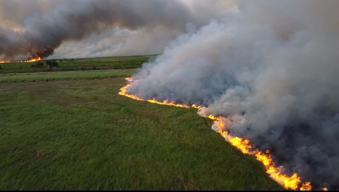 Louisiana, usually a state in danger of hurricanes and flooding, this year has had an unprecedented wildfire season. You can read more here: loom.ly/my1cXFU
#lawildfire #laonfire #wildfire #burnban