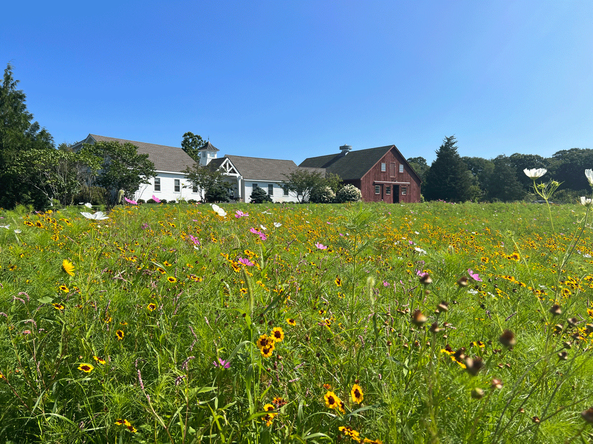 RINLA Members, Join us for our Sep. Twilight Meeting for “Meadow Talk” with long-time RINLA members, Jon and Rochelle Zeyl from #Landscape Creations to learn useful information about the #meadow construction process. Please check your email inboxes for all the specific details.