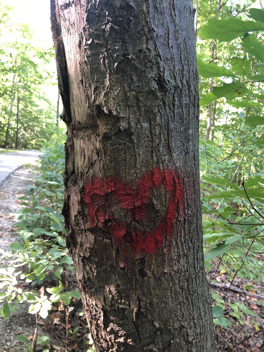 courtney tweet media