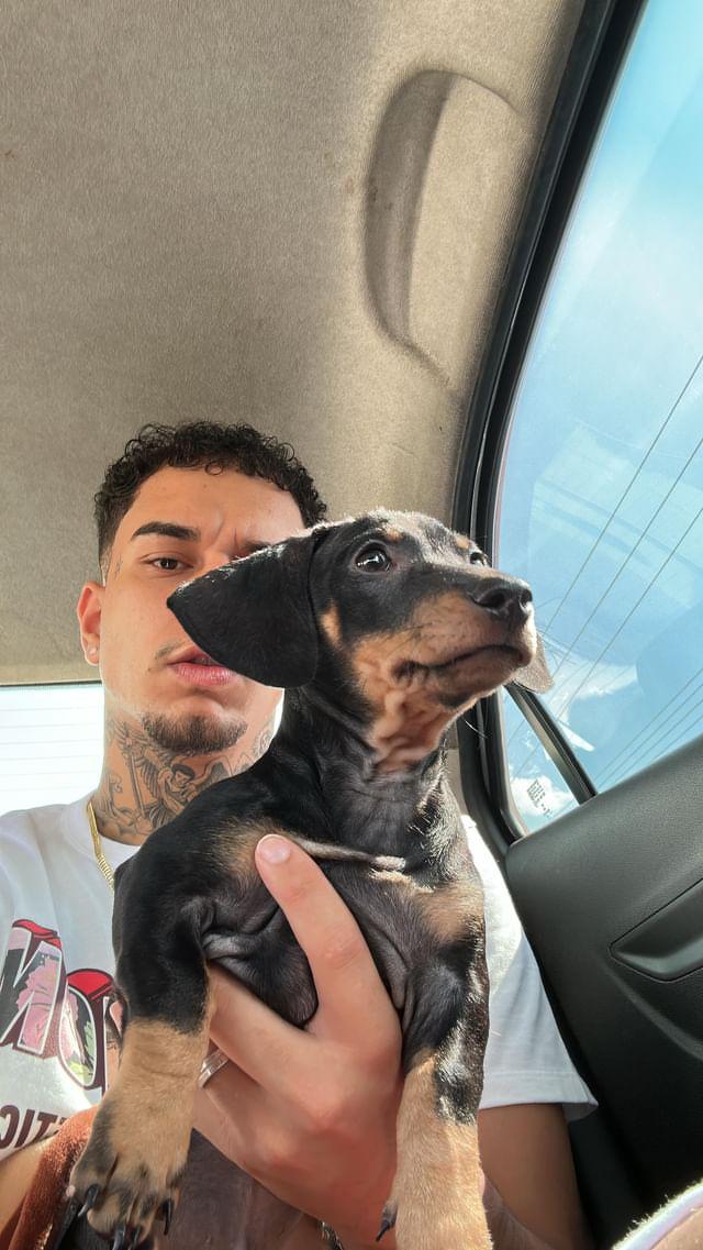 trapcultura's tweet photo. cachorrinhos 🐶❤️‍🩹 https://t.co/EgjRSxouKy