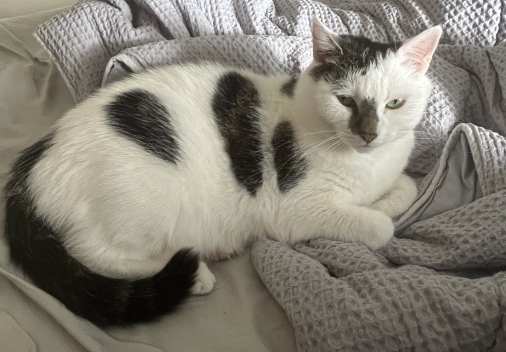 Winnierescuecat's tweet photo. You’d think when mum knows I don’t like the cat that comes round she’d stay home to protect me. No she went away for the whole day meaning treats and dinner were very late. I’m plotting revenge!  #Cat #tuesdaymotivation #PlottingRevenge #starved 🏡🏡🙀🙀😾😾😿😿🍪🍪🍗🍗😻😻 https://t.co/I8pspzzBhJ