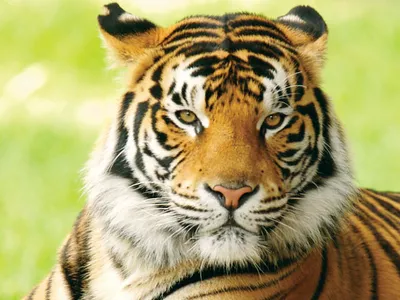 Mothippie's tweet photo. @Aliiwa I think feline resources are harder to come by, since the largest "fandoms" are lion king and warrior cats- and those are two VERY different styles

It might be good to take a look at the different ear and muzzle shapes of big cats! i.e. these kitties all have different shapes! https://t.co/giYnPKVnVu